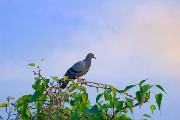 아름다운 배경에 나뭇가지에 있거나 비둘기로 도알려져 집비둘기의 — 스톡 사진