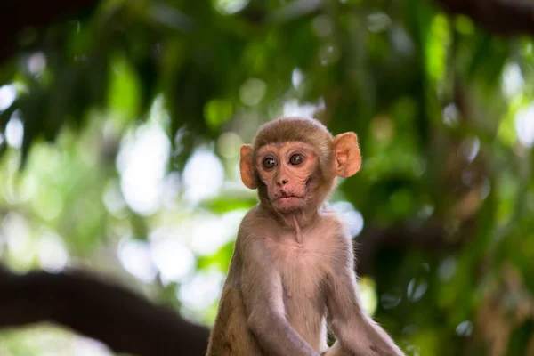 Rhesus Macaque Aap Zijn Bekende Bruine Primaten Apen Met Rode — Stockfoto