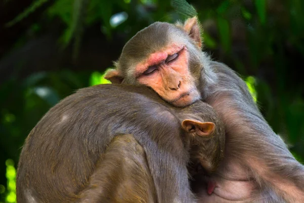 Monyet Rhesus Adalah Primata Coklat Atau Kera Dengan Wajah Merah — Stok Foto