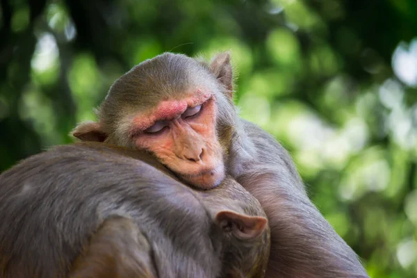 Rhesus Macaque Monkey Familiar Brown Primates Apes Red Faces Rears — Stock Photo, Image
