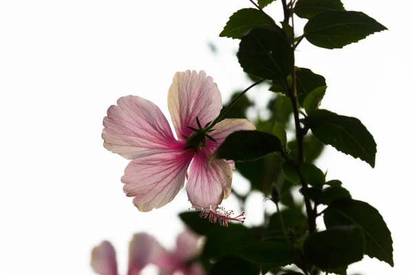 Hibiscus flower in the mallow family, Malvaceae. Hibiscus rosa-sinensis, known as the Shoe Flower or colloquially as Chinese hibiscus, China rose, Hawaiian hibiscus, rose mallow  and shoe black plant in full bloom during springtime