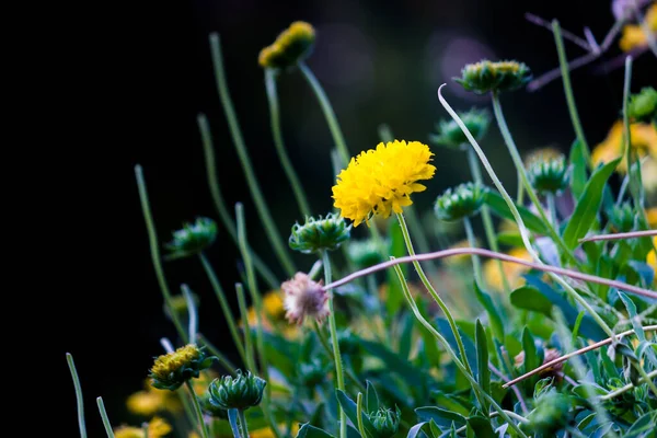 정원에 사이에서 피우고 노란색 오렌지색의 마리골드 — 스톡 사진