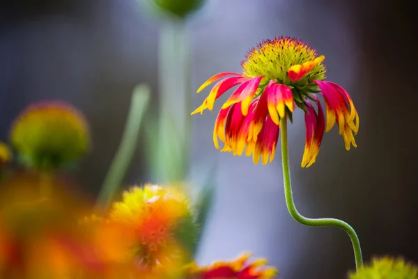 Gaillardia Aristata Comum Flor Cobertor Jardim Plena Floração Durante Primavera — Fotografia de Stock