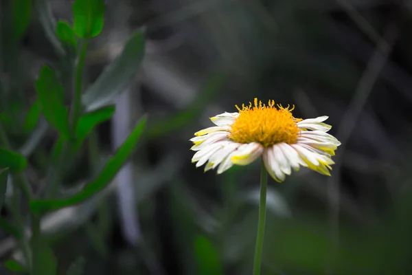 Common Gaillardia Aristata Blanket Flower Flower Garden Full Bloom Springtime — Stock Photo, Image