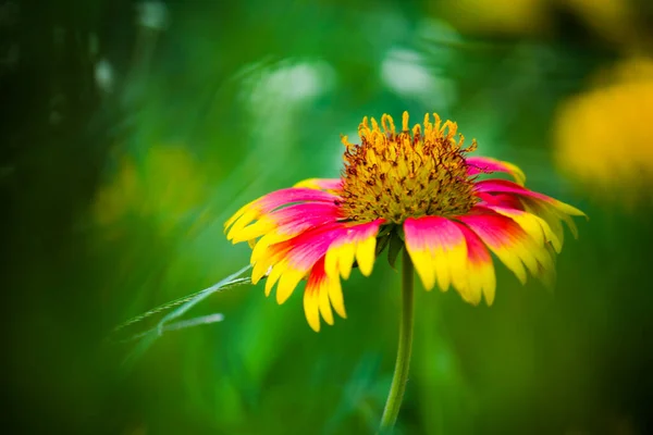 Gaillardia Aristata Común Flor Manta Jardín Plena Floración Durante Primavera — Foto de Stock