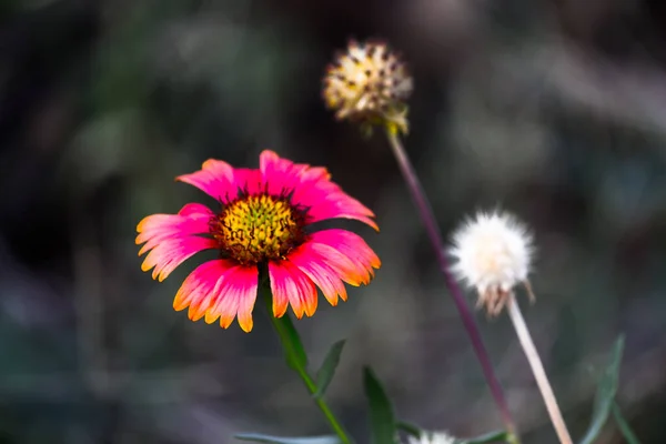 Gaillardia Aristata Comum Flor Cobertor Jardim Plena Floração Durante Primavera — Fotografia de Stock