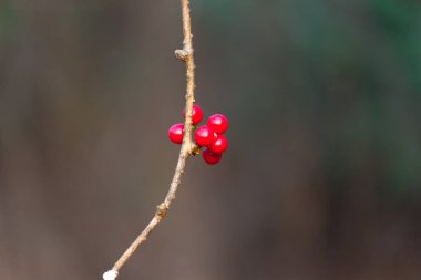  Tropikal yağmur ormanları yaprak bitkileri (eğreltiotu, yeşil yapraklar, fildişi ve tropik bitki yaprakları) yumuşak arka planda tropikal bahçede, yeşil çeşitlendirilmiş yaprak desenli orman arka planında. fotosentez ve sapı, çekim sistemi