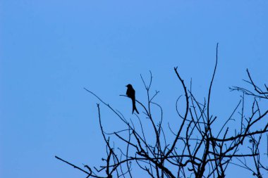  Kara Drongo, Dicrurus makrocercus, arka plandaki mavi gökyüzüne karşı ağacın en üst dalında oturuyor.