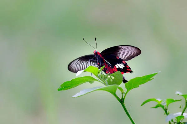 Бабочка Обыкновенный Мормон Papilio Polytes Распространенный Вид Бабочки Swallotail Широко — стоковое фото