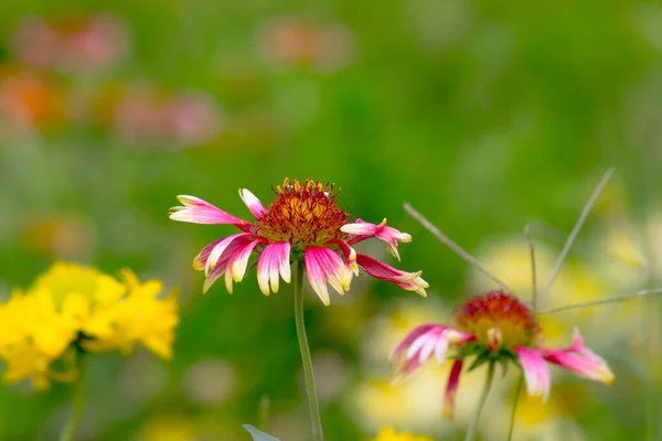 Gaillardia Aristata Común Flor Manta Jardín Plena Floración Durante Primavera — Foto de Stock