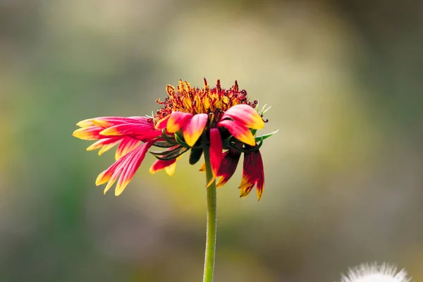 Gaillardia Aristata Comune Fiore Coperta Giardino Piena Fioritura Durante Primavera — Foto Stock