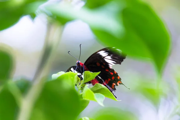 Motyl Mormon Zwyczajny Papilio Polytes Jest Popularnym Gatunkiem Motyla Swallotail — Zdjęcie stockowe