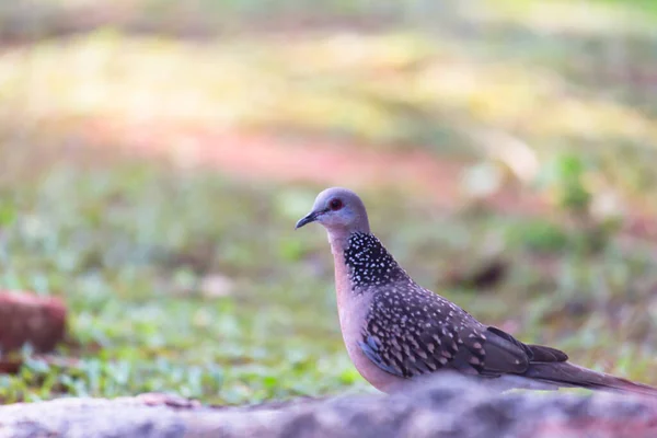 Pomba Tartaruga Europeia Membro Família Columbidae Pombas Pombos Ela Reproduz — Fotografia de Stock