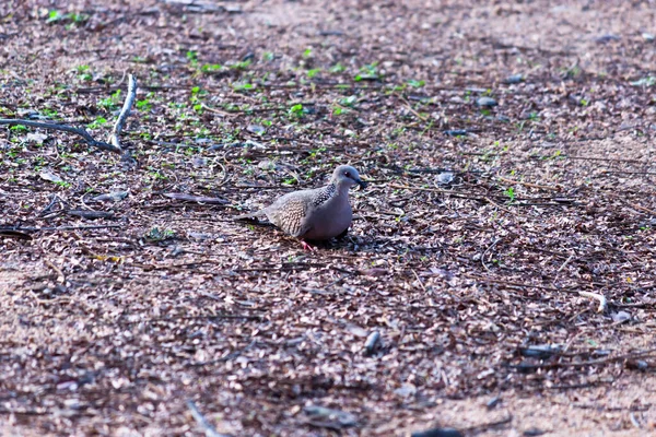 Paloma Tortuga Europea Miembro Familia Las Aves Columbidae Las Palomas — Foto de Stock