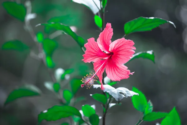 Flor Hibisco También Conocida Como Flor Del Zapato Coloquialmente Malvaceae — Foto de Stock