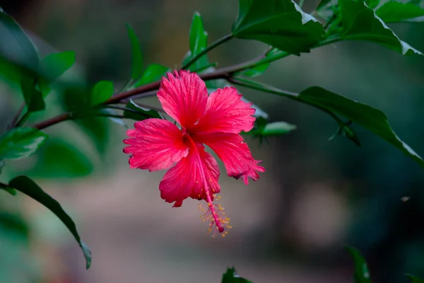 Цветок Гибискуса Известный Цветок Ботинка Разговорно Malvaceae Китайский Гибискус Китай — стоковое фото