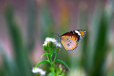 Sade kaplan (Danaus chrysippus) kelebekleri çiçek bitkilerinin üzerinde dinleniyor..