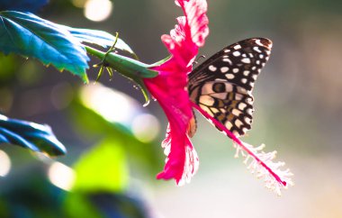 İlkbaharda Hibiscus çiçeğinden nektar içen bir limon kelebeği.