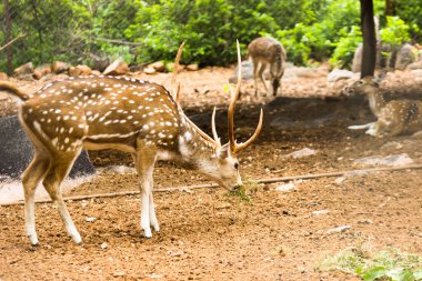  Güneşli kırmızı geyik, cervus elaphus, yaz doğasında kameraya bakan yeni boynuzlu geyik. Kopya alanı olan otçulları yan görüş alanından uyar. Kahverengi kürklü vahşi hayvan saman tarlasında gözcülük yapıyor.
