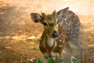  Güneşli kırmızı geyik, cervus elaphus, yaz doğasında kameraya bakan yeni boynuzlu geyik. Kopya alanı olan otçulları yan görüş alanından uyar. Kahverengi kürklü vahşi hayvan saman tarlasında gözcülük yapıyor.