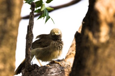 Orman gevezesi, Hint alt kıtasında bulunan Leiothrichidae familyasının bir üyesidir. Onlar, altı ila on kuşluk küçük gruplar halinde avlanan dost canlısı kuşlardır..