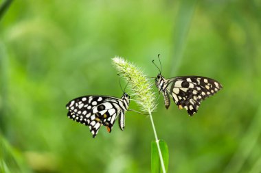 Papilio demoleus 'un Makro resmi yaygın bir limon kelebeği ve kırlangıç kuyruğudur. Aynı zamanda limon kelebeği olarak da bilinir ve bahar mevsiminde çiçek bitkilerinin üzerinde dinlenen kırlangıç kuyruğu olarak da bilinir.