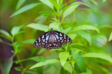 Mavi benekli süt otları kelebekleri ya da yabani otlar doğal ortamda çiçeklerle beslenen kelebekler, makro iğneler, kelebek bahçeleri., 
