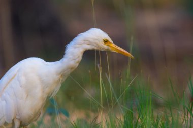 Bubulcus ibis ya da Heron ya da yaygın olarak bilinen adıyla Egret çiçek bitkileri arasında geçimlerini sağlamak için haşere ararken görülür...