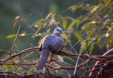 Doğulu kaplumbağa güvercini ya da paslı kaplumbağa güvercini ya da ağaç dalında oturan Kolobidae.  