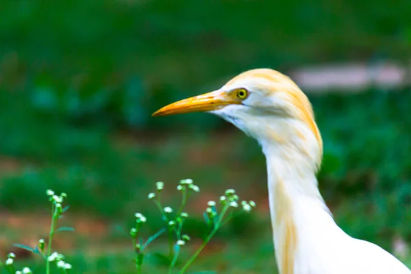 Naturbild Egret Bird Eller Bubulcus Ibis Eller Heron Abborre Och — Stockfoto