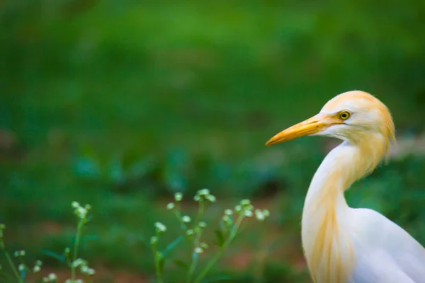 Natuur Dierenbeeld Van Egret Bird Bubulcus Ibis Heron Zitstokken Wilde — Stockfoto