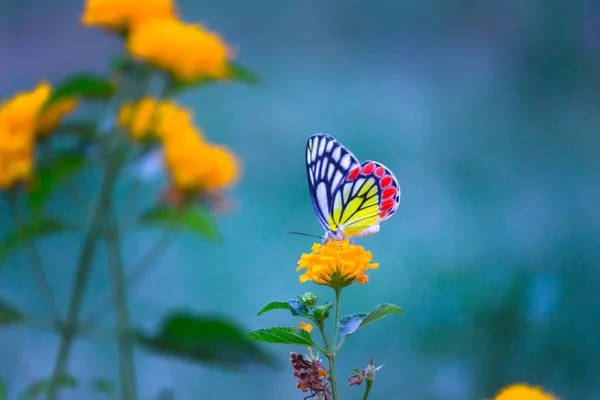 Delias Eucharis Jézabel Commun Est Papillon Piéride Taille Moyenne Reposant — Photo