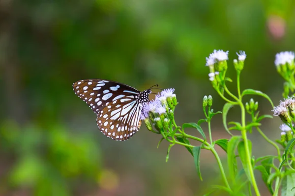 Mavi Benekli Süt Otu Kelebeği Danainae Kelebek Bahar Zamanı Çiçeklerle — Stok fotoğraf