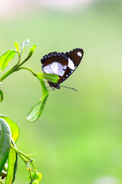 Hypolimnas Bolina Uma Espécie Insetos Lepidópteros Mais Especificamente Borboletas Pertencente — Fotografia de Stock