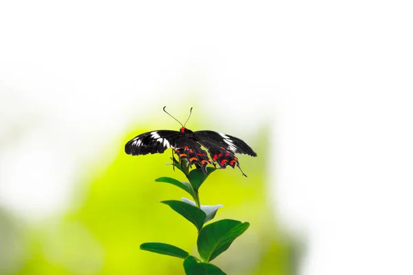 Μια Κοινή Πεταλούδα Μορμόνων Papilio Polytes Στηρίζεται Ένα Λουλούδι Μια — Φωτογραφία Αρχείου