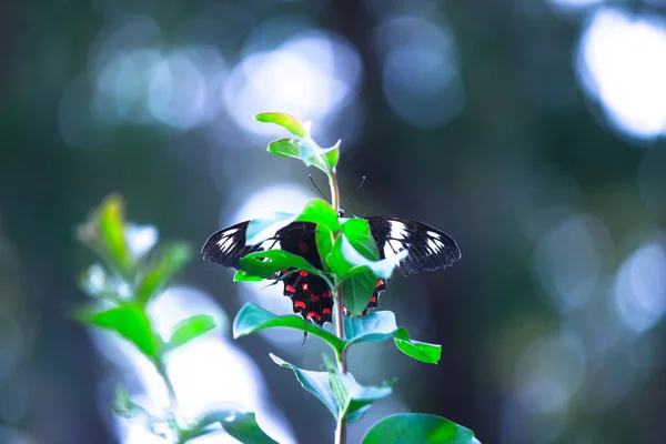 Звичайний Мормонський Метелик Політи Папіліо Спочиває Квітці Розмитим Зеленим Фоном — стокове фото