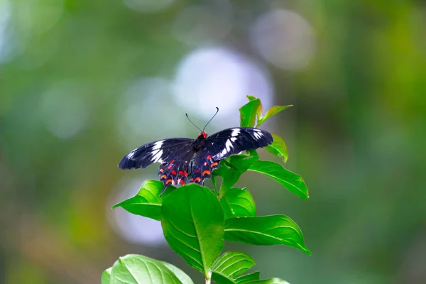 Papilio Polytes Mórmon Comum Uma Espécie Comum Borboleta Cauda Andorinha — Fotografia de Stock