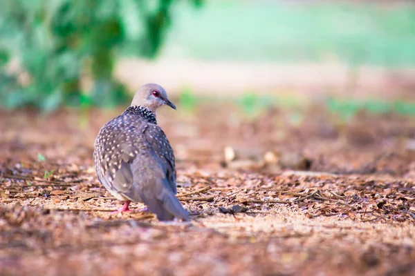 오리엔트 비둘기 Oriental Turtle Dove 까마귀 Columbidae 비둘기와 비둘기의 일종이다 — 스톡 사진