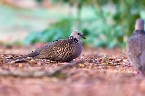 Pomba Tartaruga Oriental Membro Família Columbidae Pombas Pombos Espécie Tem — Fotografia de Stock