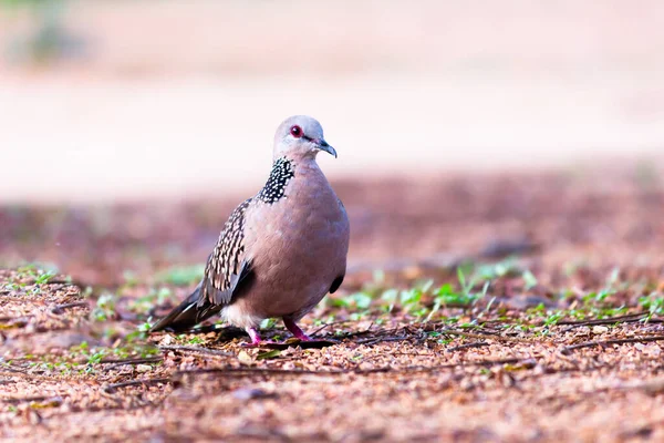 Tortora Orientale Tortora Rustica Membro Della Famiglia Degli Uccelli Columbidae — Foto Stock