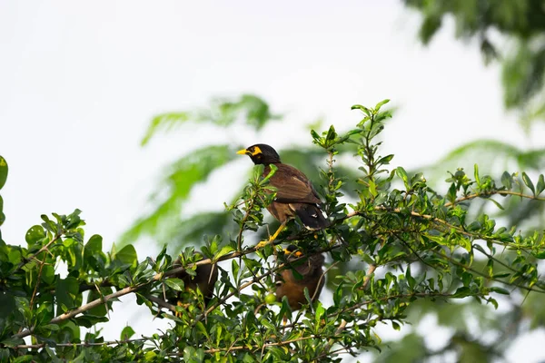 Myna Commune Acridotheres Tristis Myna Indienne Parfois Orthographiée Myna Membre — Photo