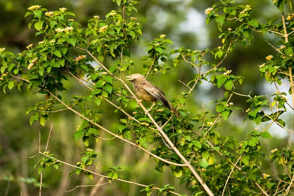 Jungla Babbler Este Membru Familiei Leiothrichidae Găsite Subcontinentul Indian Sunt — Fotografie, imagine de stoc