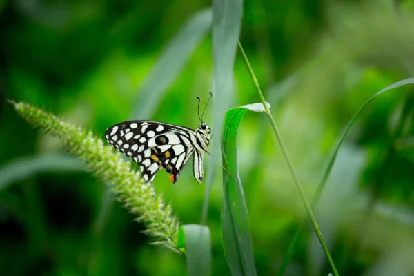 Макропортрет Papilio Demoleus Обыкновенная Бабочка Широко Распространенная Ласточка Известен Лимонная — стоковое фото