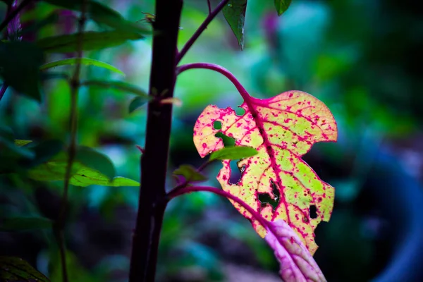 Tropické Deštné Pralesy Listnaté Keře Kapradiny Zelené Listy Filodendrony Listy — Stock fotografie