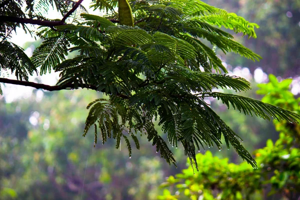 Árbol Mojándose Lluvia Durante Temporada Monzones India —  Fotos de Stock