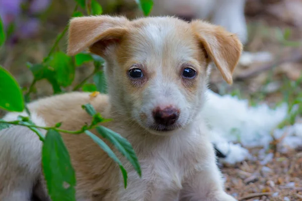 Netter Welpe Hund Durchnässt Vom Wasser Oder Nass Sitzt Frontal — Stockfoto