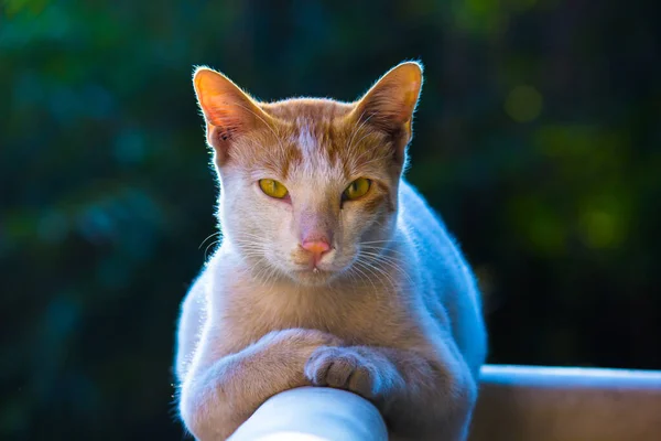 Retrato Gato Dormido Lindo Con Ojos Bigotes Amarillos Bonito Gatito — Foto de Stock