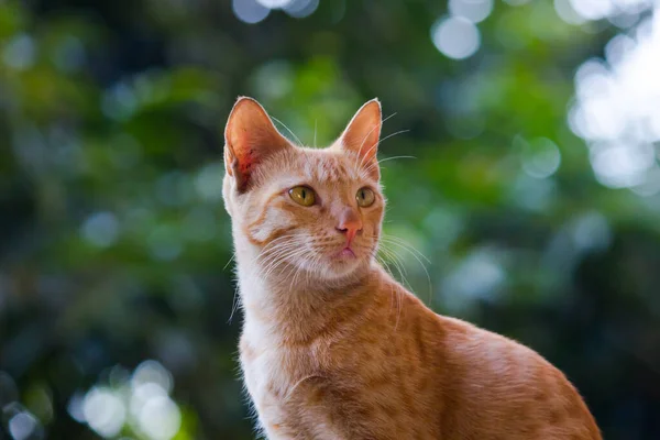 Retrato Gato Dormido Lindo Con Ojos Bigotes Amarillos Bonito Gatito — Foto de Stock