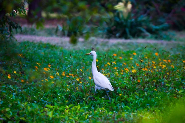 Bubulcus Ibis Heron Commonly Know Cattle Egret Seen Flower Plants — Stock Photo, Image