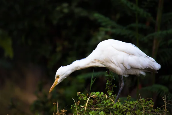 Bubulcus Ibis Oder Reiher Oder Allgemein Bekannt Als Kuhreiher Der — Stockfoto